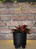 Rattenstaartje - Peperomia caperata 'Rosso'