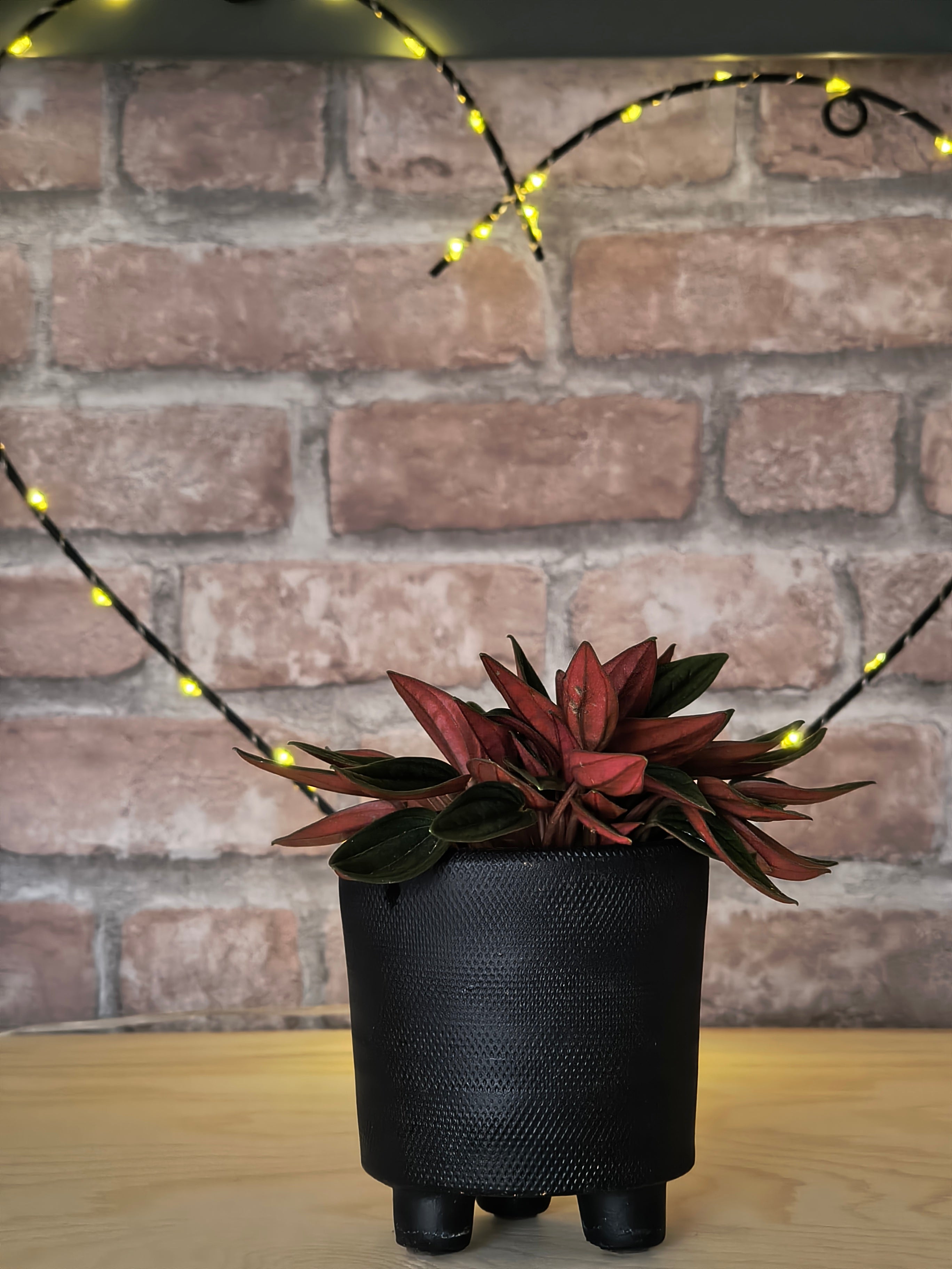 Rattenstaartje - Peperomia caperata 'Rosso'
