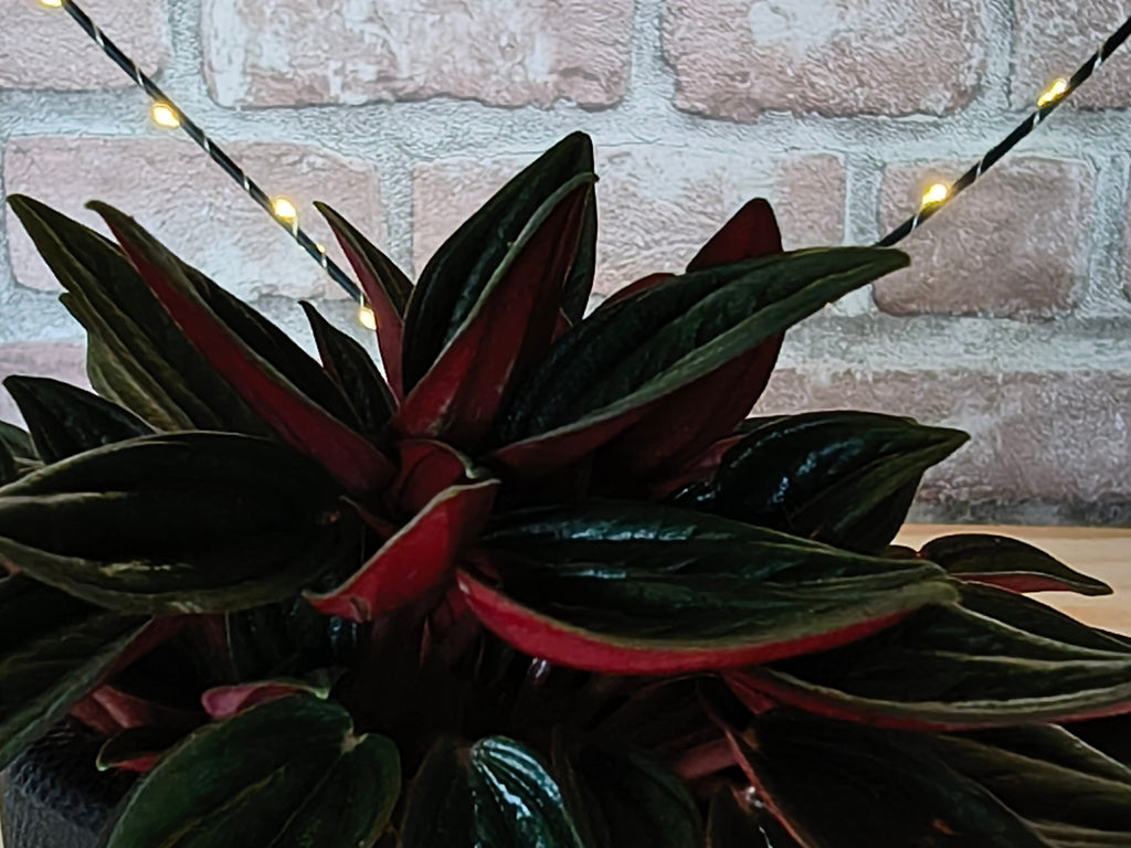 Rattenstaartje - Peperomia caperata 'Rosso'