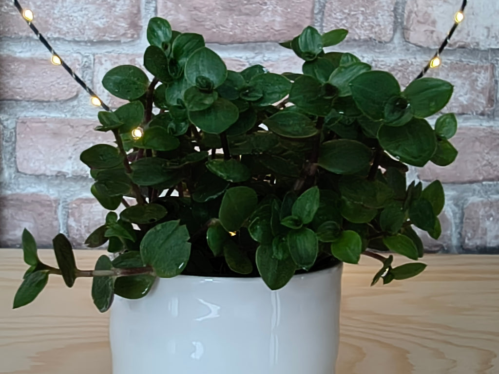 Schildpadplant - Callisia repens