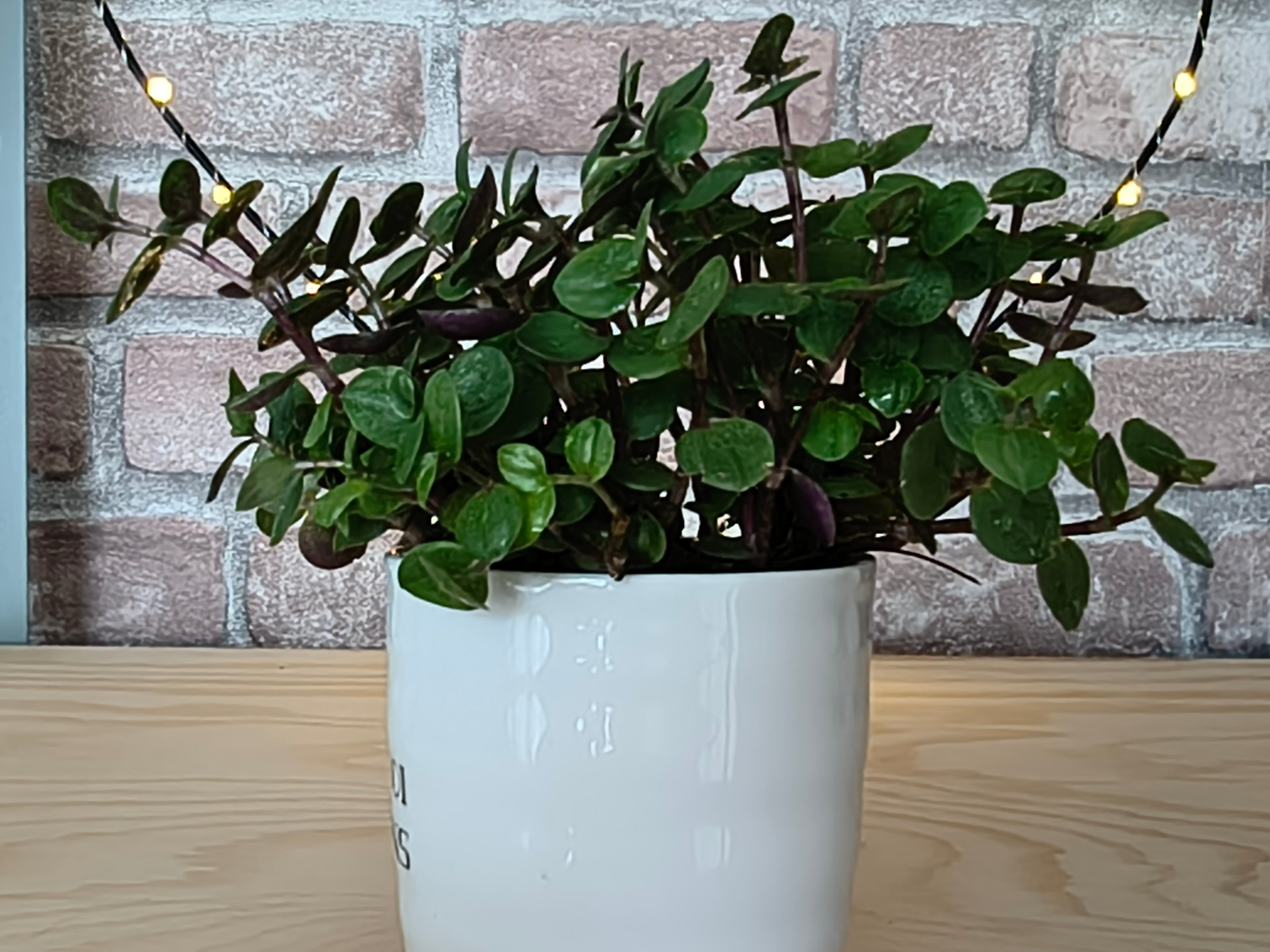 Schildpadplant - Callisia repens