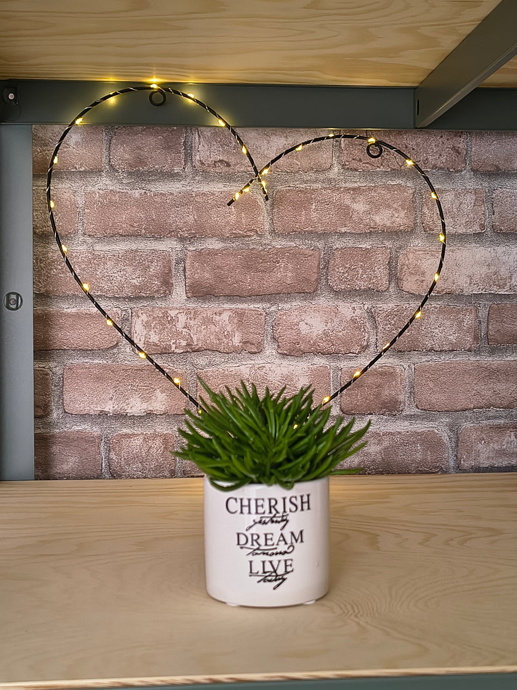 Kruiskruid - Senecio archeri 'Himalaya'