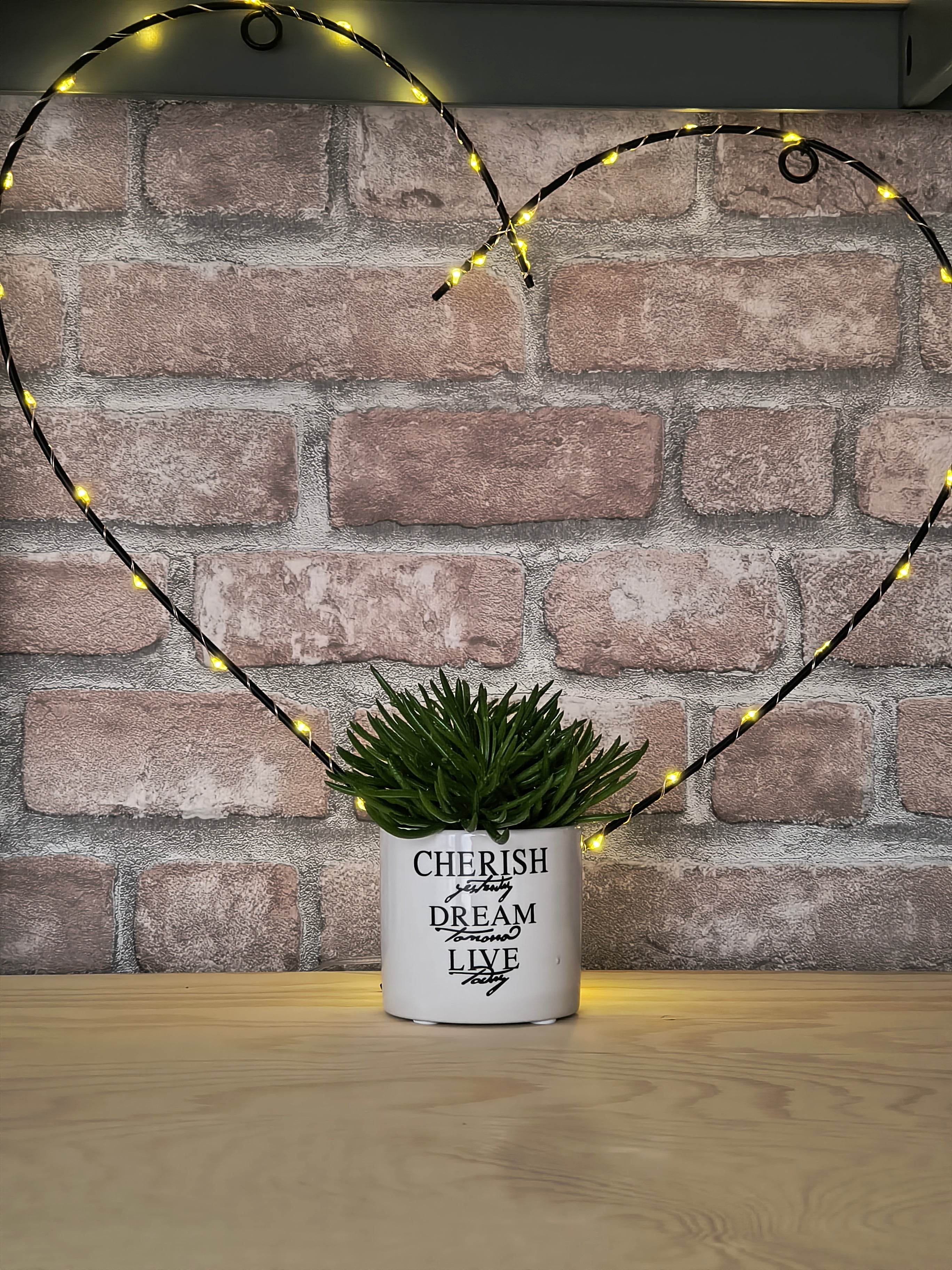Kruiskruid - Senecio archeri 'Himalaya'
