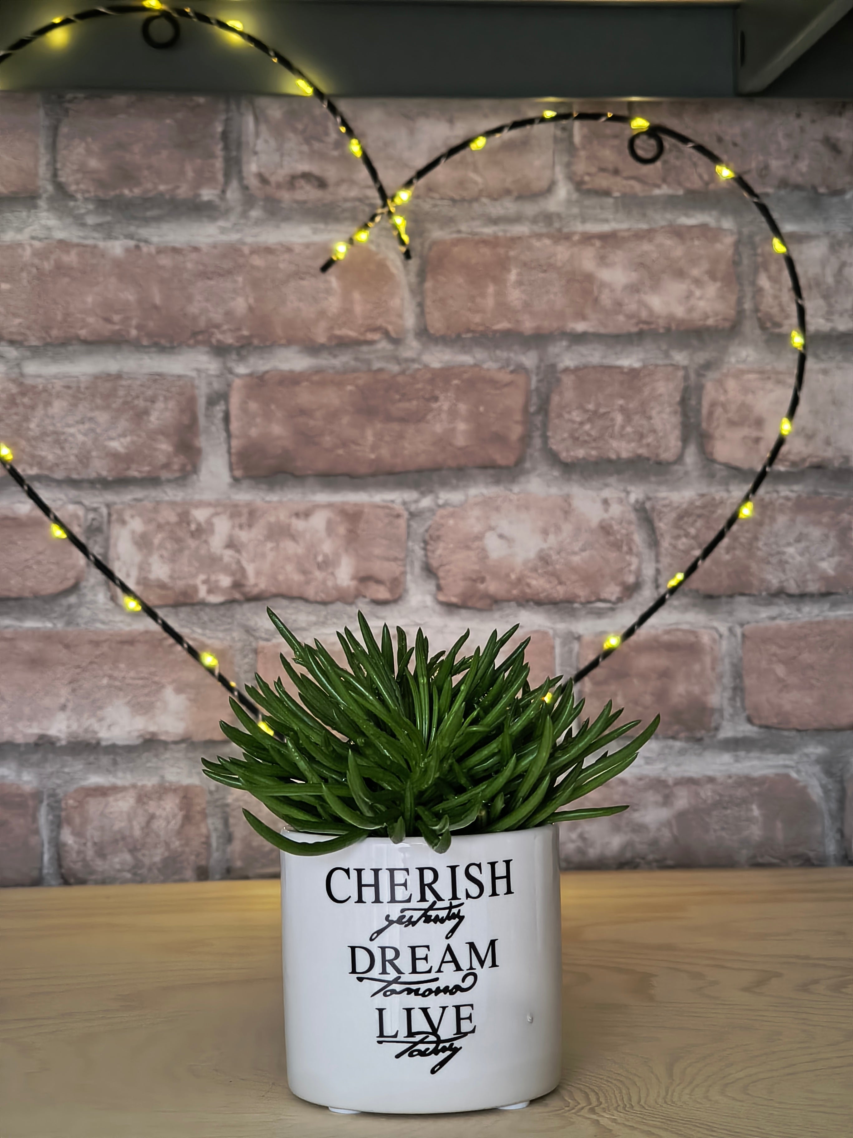 Kruiskruid - Senecio archeri 'Himalaya'