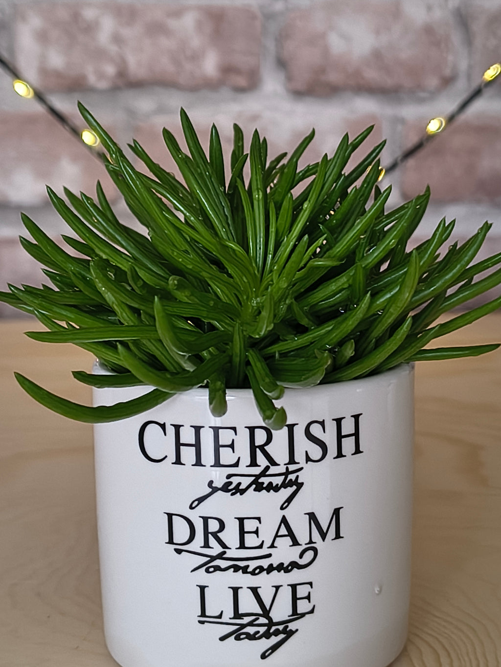 Kruiskruid - Senecio archeri 'Himalaya'