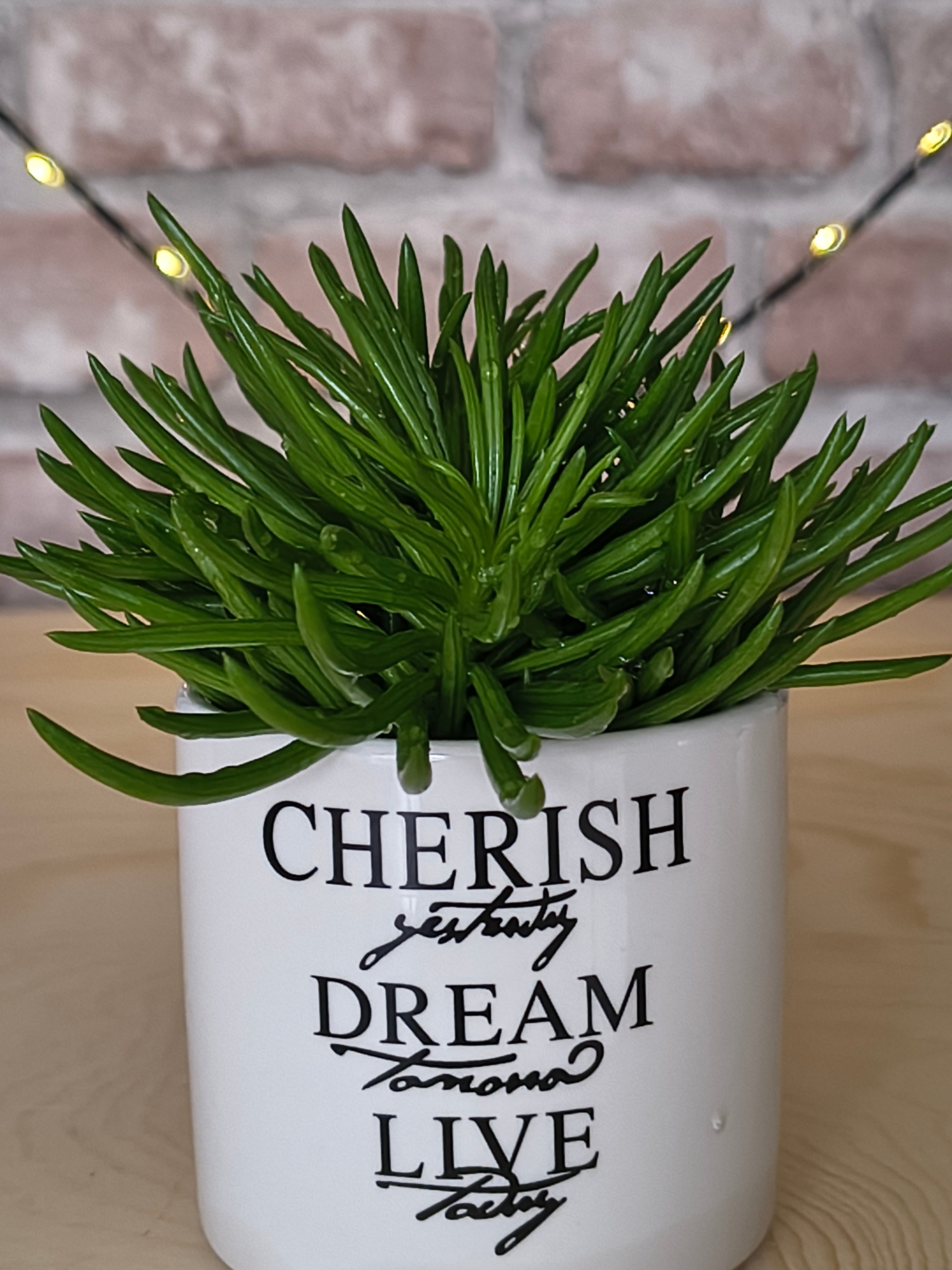 Kruiskruid - Senecio archeri 'Himalaya'